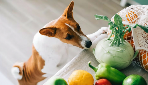 Cho cún ăn su hào được không?