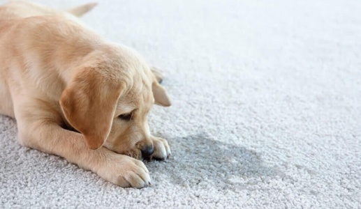 Cách xử lý mùi thú cưng để tự tin đón khách