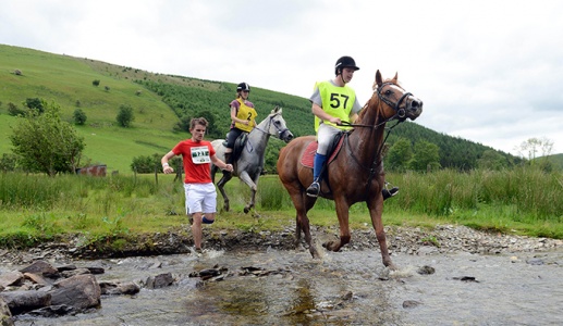 Bài học sức bền từ loài ngựa