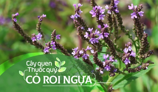 Cây quen, thuốc quý: Cỏ roi ngựa