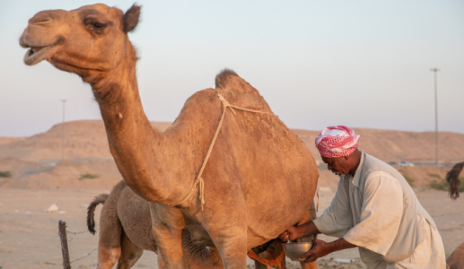 Cải thiện chất lượng hệ tiêu hoá cùng sữa lạc đà