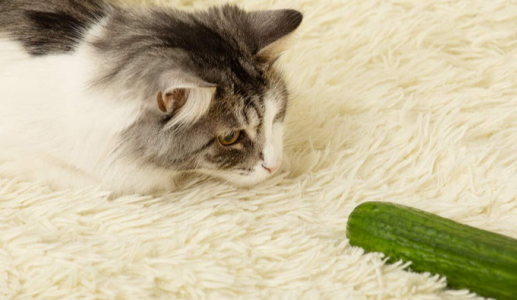 Vì sao mèo cưng lại sợ dưa chuột?