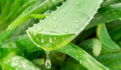 Nha đam - “Vũ khí” mới cho cuộc chiến chống Alzheimer