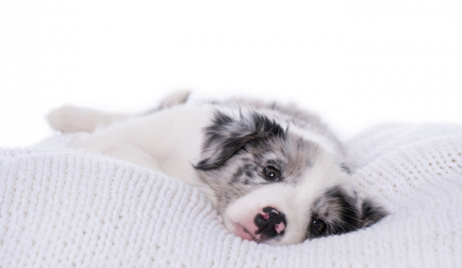 Hội chứng SARDS ở cún cưng: “Sen” cần biết điều gì?