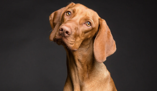 Giãn thực quản ở cún cưng được biểu hiện như thế nào?