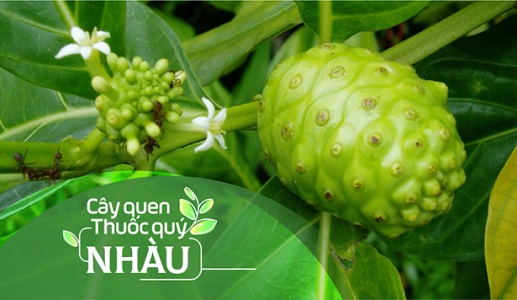 Cây quen, thuốc quý: Cây nhàu