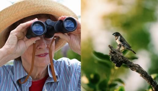 Ngắm chim: Liều thuốc tự nhiên chống lão hóa não