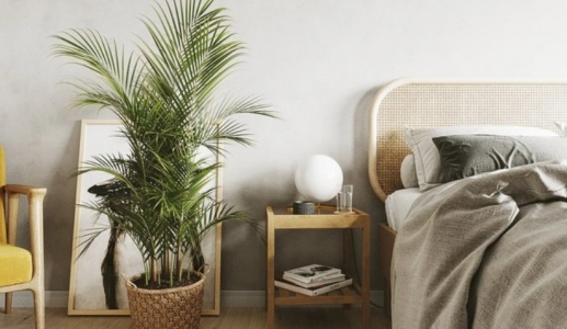 3 loại cây đặt trong nhà giúp bạn ngủ ngon hơn