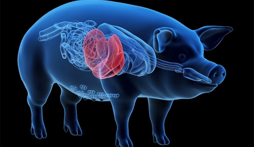 Gan lợn biến đổi gene: Giải pháp cho bệnh nhân suy gan chờ ghép tạng?