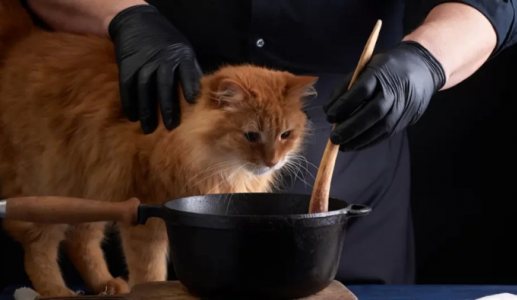 Có nên tự nấu thức ăn cho mèo?