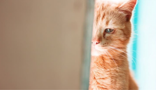 Mèo cưng có “khóc” khi buồn? 