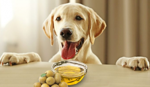 Cho cún cưng dùng dầu olive thế nào là đúng cách?