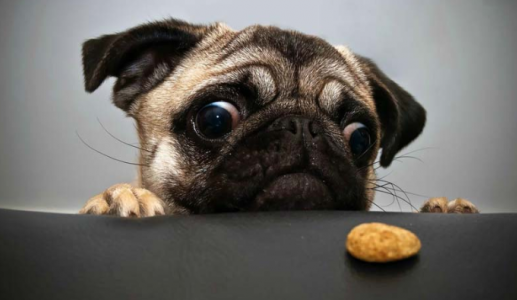 Vì sao sức khỏe đường ruột của cún cưng lại quan trọng?