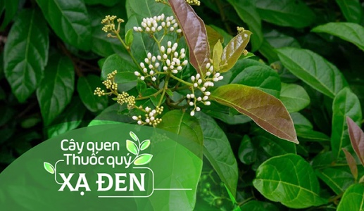 Cây quen, thuốc quý: Cây xạ đen