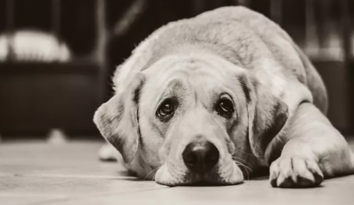 Dấu hiệu nhận biết suy giảm trí nhớ ở cún cưng