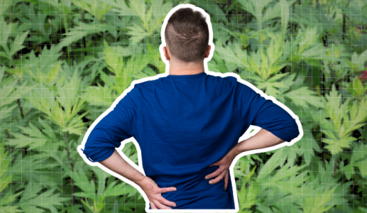 Mách bạn mẹo chữa đau lưng bằng ngải cứu đơn giản tại nhà