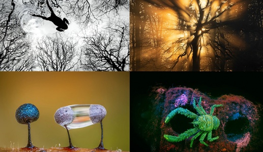 Những bức ảnh thiên nhiên hoang dã đẹp nhất nước Anh năm 2026