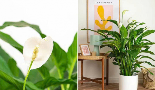 Loài cây quen thuộc giúp giảm ô nhiễm không khí