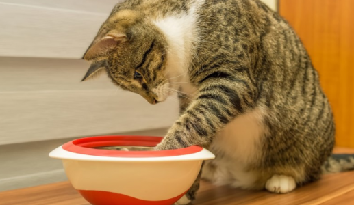 Mèo cưng nôn trớ, giảm cân, coi chừng giãn thực quản!