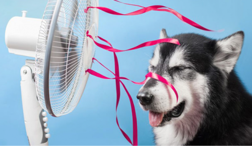 Nhiệt độ nào là quá cao với cún?