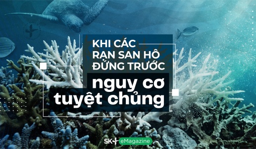 Khi các rạn san hô đứng trước nguy cơ tuyệt chủng