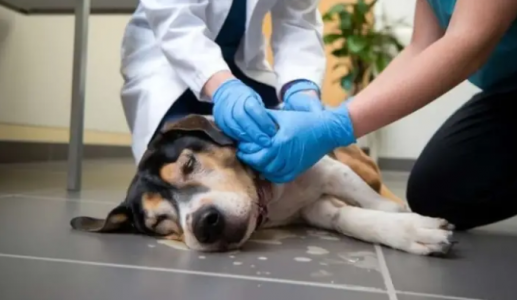 Nên xử trí ra sao khi cún cưng nuốt phải dị vật?