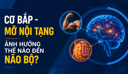 Cơ bắp và mỡ nội tạng ảnh hưởng thế nào đến não bộ?