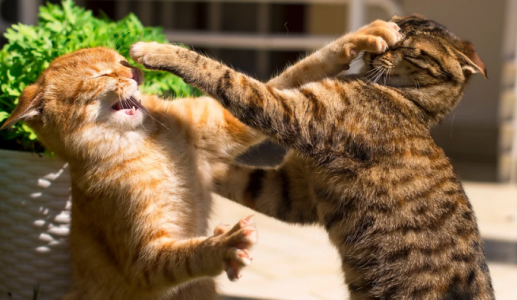 Khi những chú mèo trong nhà “cơm chẳng lành, canh chẳng ngọt”