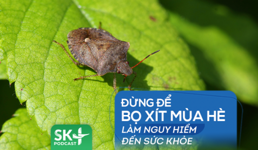 Podcast: Đừng để bọ xít mùa Hè làm nguy hiểm đến sức khỏe