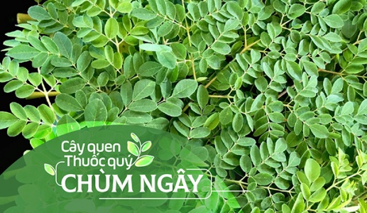 Cây quen, thuốc quý: Chùm ngây