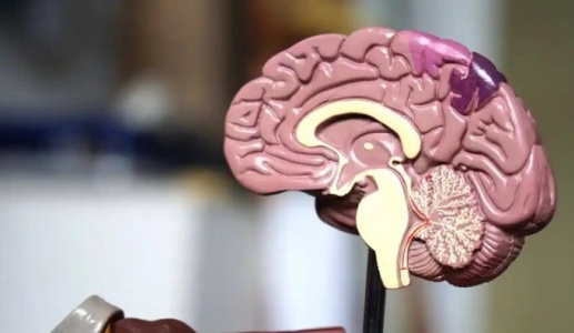 Tai biến mạch máu não ảnh hưởng đến não phải và não trái ra sao?