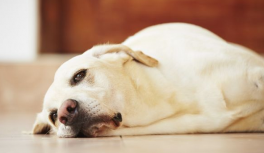 Cún cưng có thể mắc hội chứng Down không?