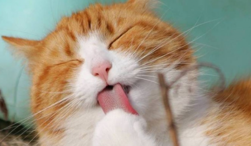 Cách mèo cưng làm mát cơ thể khi trời nóng