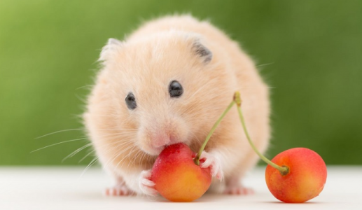 Chuột hamster có ăn được hoa quả không?