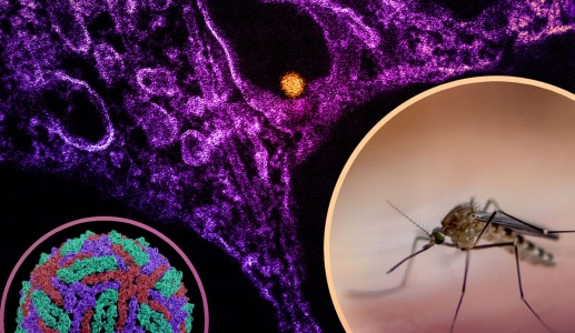 Dịch virus Tây sông Nile bùng phát ở Châu Âu, WHO cảnh báo