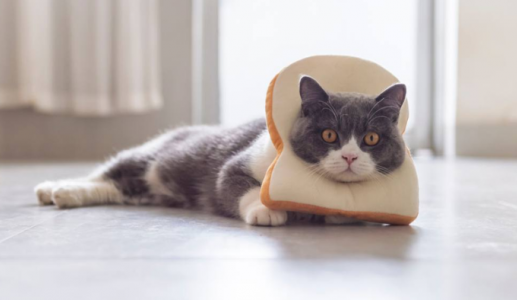 Mèo có ăn được bánh mì không?