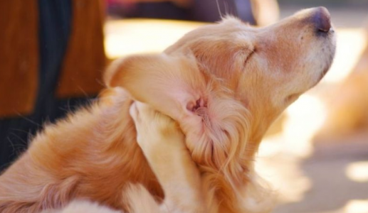 4 cách phòng ngừa ve cho thú cưng