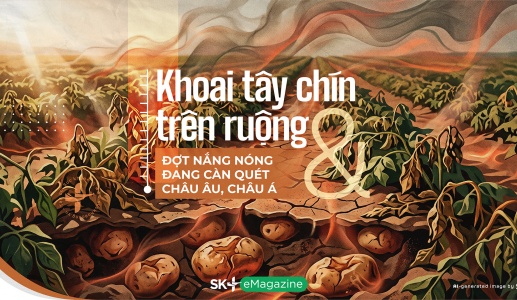 Khoai tây chín trên ruộng & Đợt nắng nóng đang càn quét Châu Âu, Châu Á