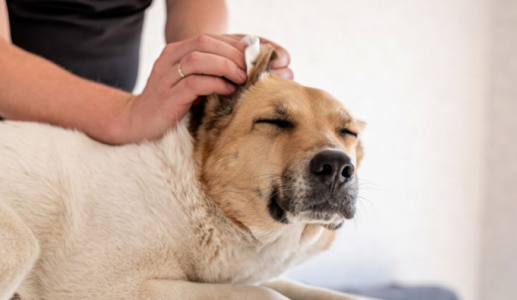 Vệ sinh tai cho cún thế nào để tránh gây tổn thương?