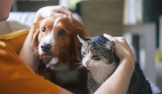 Vật nuôi có thể mang vi khuẩn kháng kháng sinh