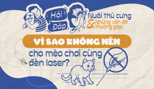 Vì sao không nên cho mèo chơi cùng đèn laser?