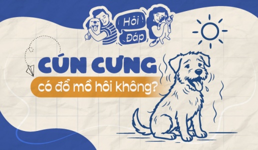Cún cưng có đổ mồ hôi không?