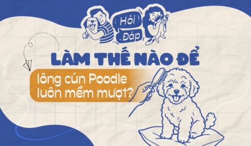 Làm thế nào để lông cún Poodle luôn mềm và không rối?