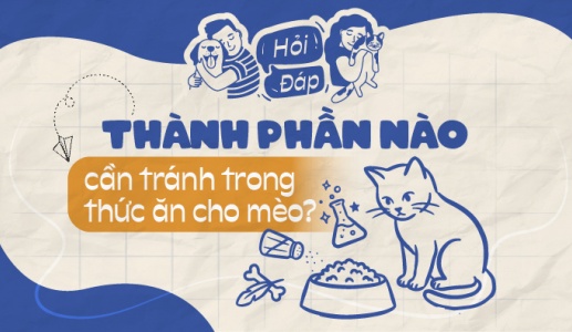 Thành phần nào cần tránh trong thức ăn cho mèo?