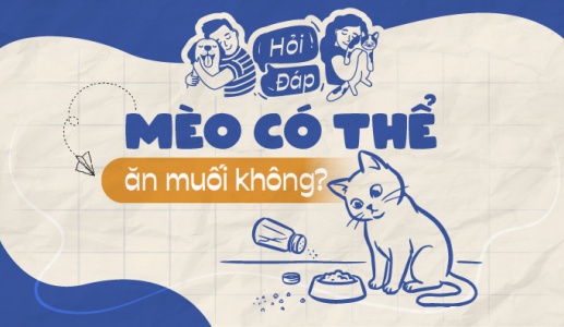 Mèo có thể ăn muối không?