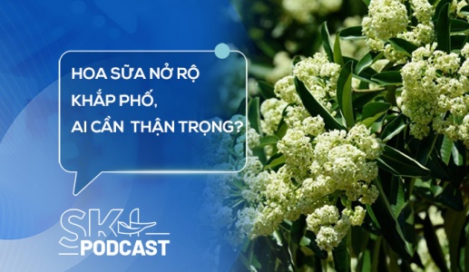 Podcast: Hoa sữa nở rộ khắp phố, những ai cần cẩn trọng?