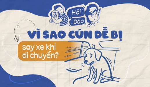 Vì sao cún dễ bị say xe?