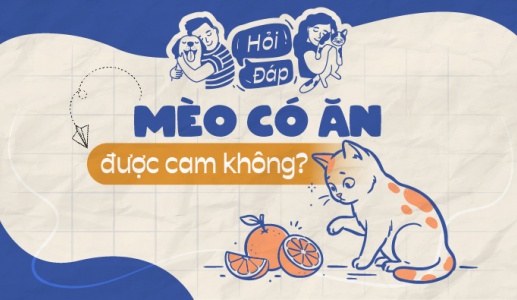 Mèo có ăn cam được không?