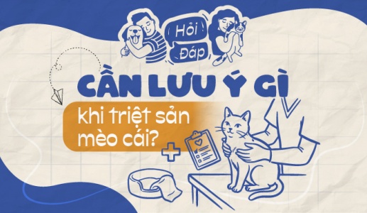 Cần lưu ý điều gì khi triệt sản mèo cái?
