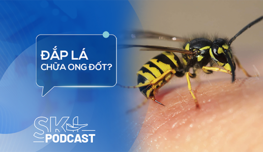 Podcast: Bị ong đốt có nên đắp lá?